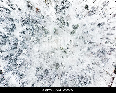Beautiful aerial view of snow covered pine forests. Rime ice and hoar frost covering trees. Scenic winter landscape near Vilnius, Lithuania. Stock Photo