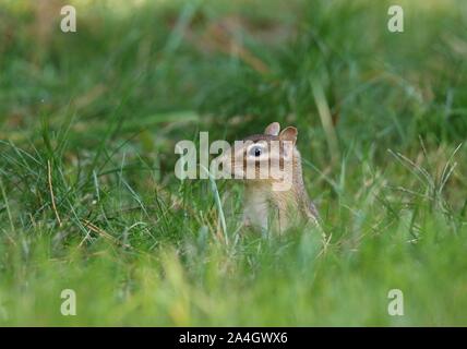 A little eastern chipmunk foraging for food in the grass in Fall Stock Photo