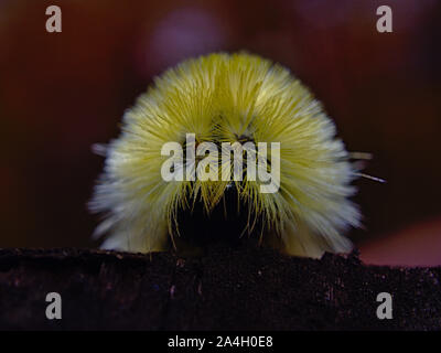 Rear end of an American Dagger Moth Caterpillar (Acronicta americana) with its bright yellow hairs (setae), Gatineau Park, Quebec, Canada. Stock Photo