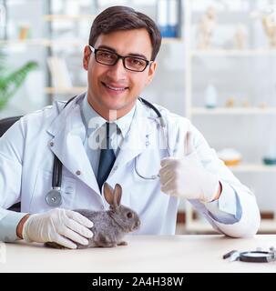 The vet doctor checking up rabbit in his clinic Stock Photo