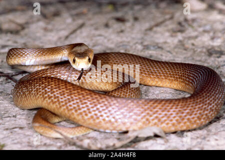 Coastal taipan (Oxyuranus scutellatus), Australia Stock Photo - Alamy