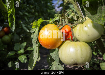 Beefsteak tomatoes, one red, one green, growing on their plant trees in a greenhouse in a rural environment. Also called beef tomatoes, they are a mas Stock Photo