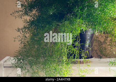 Asparagus Fern Plant. Asparagus Densiflorus in Flowerpot, Close Up, Vitage, Indoor Stock Photo