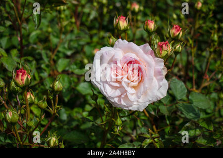 Close-up photo of isolated white rose flower in a garden. Rosa chinensis. commonly known as bengal rose or chinese rose Stock Photo