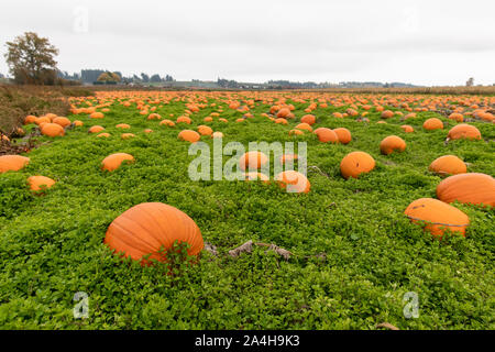 A pumpkin patch field full of ready to pick pumpkins to pick Stock Photo