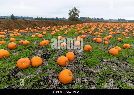 A pumpkin patch field full of ready to pick pumpkins to pick Stock Photo