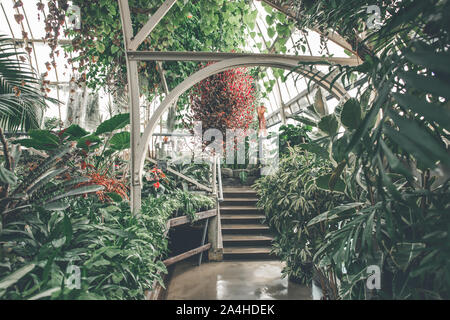 Fresh Lush Tropical Leaves And Foliage In Botanic Garden Greenhouse Glasshouse, Interior Plants Stock Photo