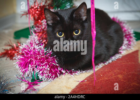 Black cat at Christmas under the Christmas tree. Domestic cat lies under the Christmas tree Stock Photo