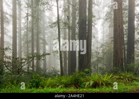 CA03679-00...CALIFORNIA - Fog in the redwood forest at Lady Bird Johnson Grove in Redwoods National Park. Stock Photo