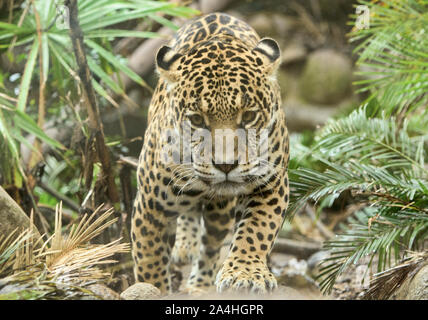Jaguar (Panthera onca), Ecuador Stock Photo