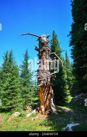 Old dry tree in mountains forest. Terskey Alatoo mountains, Tian-Shan, Karakol, Kyrgyzstan Stock Photo