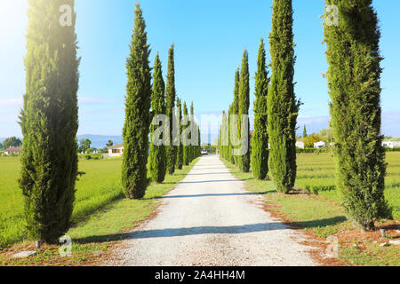 Travel in Tuscany. Beautiful and idyllic landscape of a lane of cypresses in the Tuscan countryside in Italy. Stock Photo