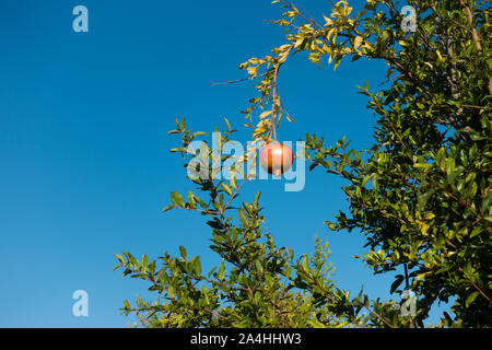 in a large pomegranate plantation red pomegranates thrive on the trees Stock Photo