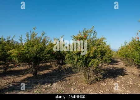 in a large pomegranate plantation red pomegranates thrive on the trees Stock Photo