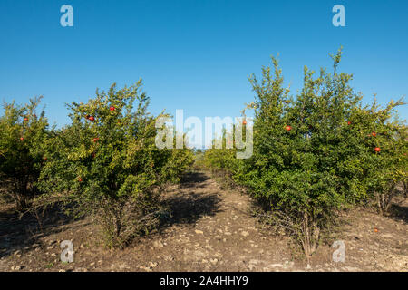 in a large pomegranate plantation red pomegranates thrive on the trees Stock Photo