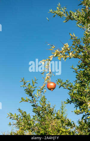 in a large pomegranate plantation red pomegranates thrive on the trees Stock Photo