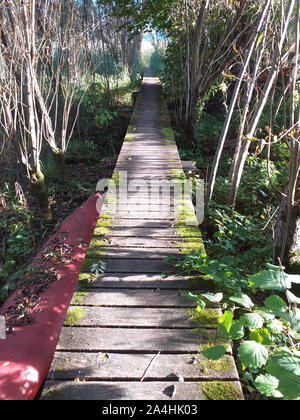 Wooden path looking like a former bridge leading  to a vanishing point in autumn forest. Stock Photo