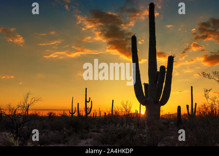 Giant Saguaro cactus at sunset in Sonoran desert, Phoenix, Arizona. Stock Photo