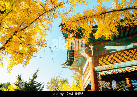 Korean traditional pavilion with autumn ginkgo trees at Children's Grand Park in Seoul, Korea Stock Photo