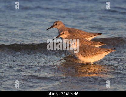 Three Red knots (Calidris canutus) in winter plumage  wading in the ocean,  sunset time, Galveston, Texas, USA Stock Photo