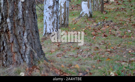 Silver birch alley in early autumn,  European white birch, Betula Pendula Stock Photo