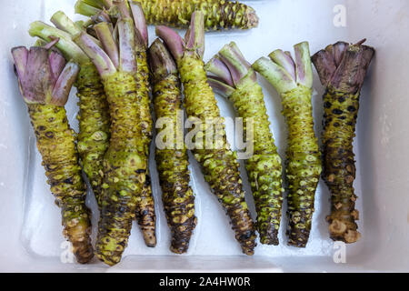 Root Of Raw Japanese Wasabi In Foam Box Stock Photo