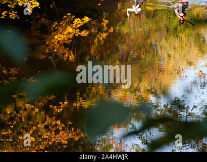 14 October 2019, Brandenburg, Schwielowsee/Ot Caputh: Two paddle boats are reflected in the calm water of the Wentorf Graben next to autumn-coloured trees. The artificial canal in the Potsdam-Mittelmark district connects Lake Petzin with Lake Schwielow. Photo: Soeren Stache/dpa-Zentralbild/ZB Stock Photo