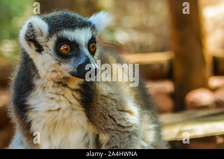 Ring tailed lemur or lemur catta from madagascar. Stock Photo