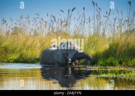 African elephant (Loxodonta africana), standing in the water and eating, Okavango Delta, Moremi Wildlife Reserve, Ngamiland, Botswana Stock Photo