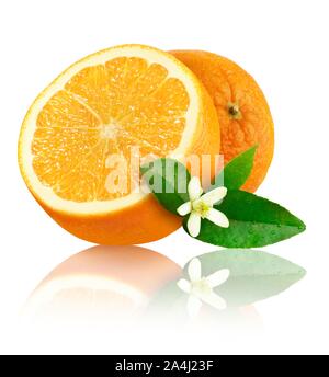 Oranges (Citrus x sinensis), with leaves and blossom, cut and whole fruit, cutout, studio shot, Germany Stock Photo