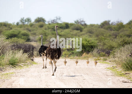 Ostrich family walking on a gravel road, Etosha, Namibia, Africa Stock Photo