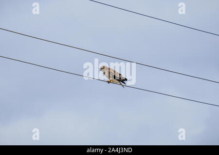 Bird of prey sitting on an electric wire against a pale autumn sky. A bird on wires looks like a musical note in a score. The predator is looking for Stock Photo