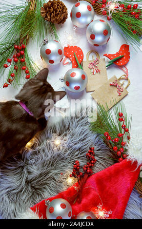 Cute Christmas holiday concept with small black licorice tabby, burmese cross, cat playing with baubles and decorations, overhead flat lay. Stock Photo