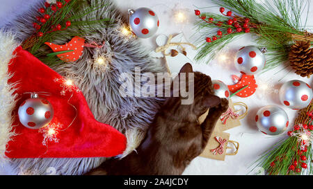 Cute Christmas holiday concept with small black licorice tabby, burmese cross, cat playing with baubles and decorations, overhead flat lay. Stock Photo