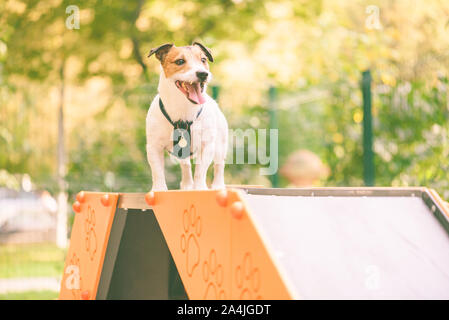 Dog training agility tricks on dog walk equipment Stock Photo