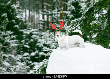 Christmas scene in wild Lapland forest with dog wearing holiday costume of reindeer Stock Photo