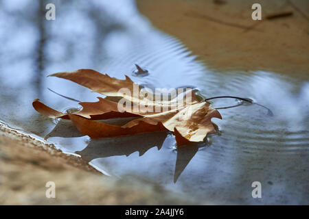 Dry autumn leaf swims in a puddle in which the blue sky is reflected. Stock Photo