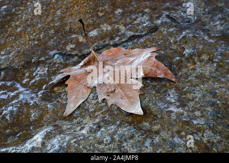 Wet leaf that fell from a tree lies on a stone in autumn rainy day. Stock Photo