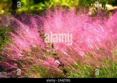 Pink Muhly Grass. Beautiful pink Muhlenbergia capillaries. Summer, autumn colors. Stock Photo