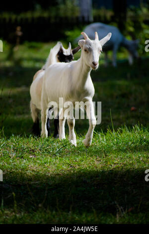White goat on an autumn meadow. Kid goat grazing on a pasture with green grass and wildflowers. Stock Photo