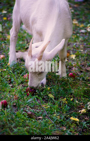 White goat on an autumn meadow. Kid goat grazing on a pasture with green grass and wildflowers. Stock Photo