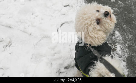 Portrait of a white Bichon Frise in winter jacket turning his head and looking at his owner. Stock Photo