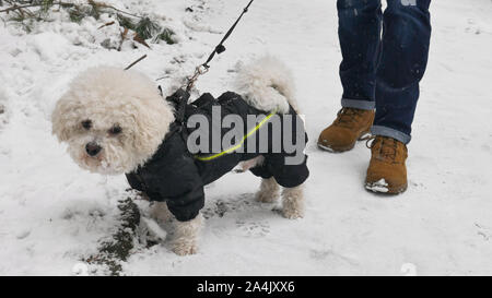 The Owner Took The Small White Bichon Frise in Winter Jacket For A