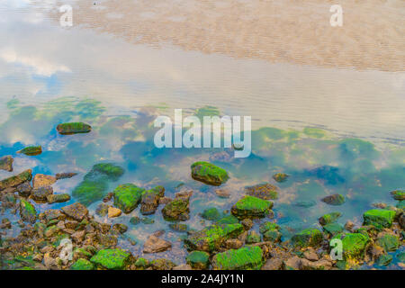 Pebbles covered with moss in water on the sand Stock Photo