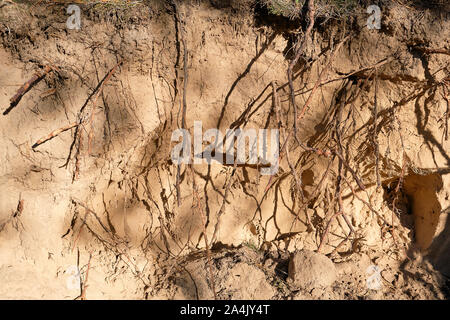 roots of pine sticking out of the ground, close up Stock Photo