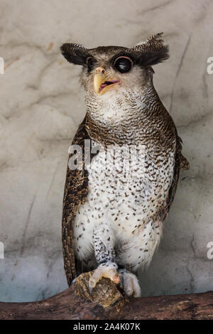 Portrait of angry frightened barred eagle-owl, also called the Malay eagle-owl, awaked and disturbed by strange sound and gazing enormous brown eyes Stock Photo