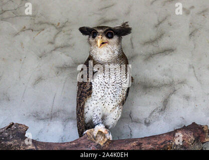 Portrait of angry frightened barred eagle-owl, also called the Malay eagle-owl, awaked and disturbed by strange sound and gazing enormous brown eyes Stock Photo