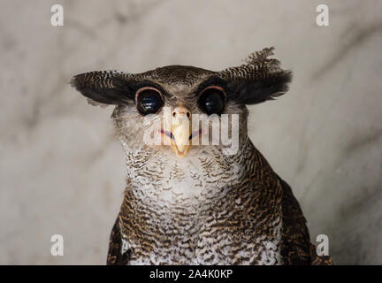 Portrait of angry frightened barred eagle-owl, also called the Malay eagle-owl, awaked and disturbed by strange sound and gazing enormous brown eyes Stock Photo