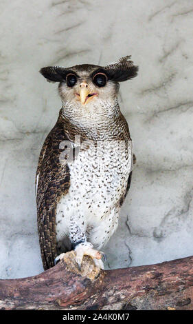 Portrait of angry frightened barred eagle-owl, also called the Malay eagle-owl, awaked and disturbed by strange sound and gazing enormous brown eyes Stock Photo