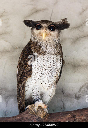 Portrait of angry frightened barred eagle-owl, also called the Malay eagle-owl, awaked and disturbed by strange sound and gazing enormous brown eyes Stock Photo